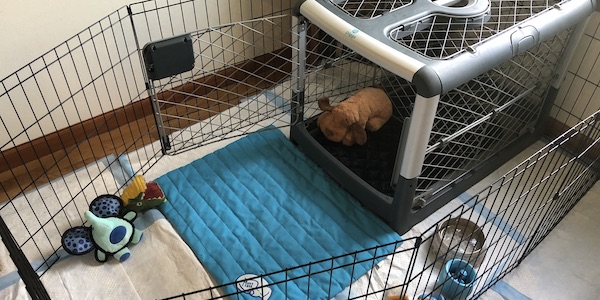 Crate Training Your Puppy at Night Preventive Vet